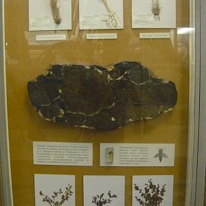 Mammoth stomach contents