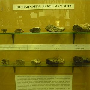 Mammoth teeth replacement