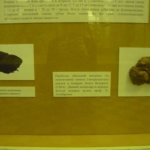 Mammoth dung