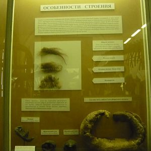 Mammoth hairs and trunk