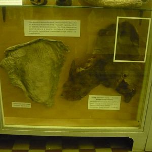 Asian elephant ear and Woolly mammoth ear