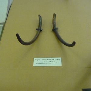 Tusks of an adult female Wolly mammoth