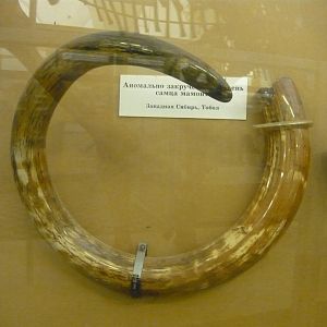 Unusually curved tusk of a male Wolly mammoth