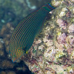 Dusky Wrasse