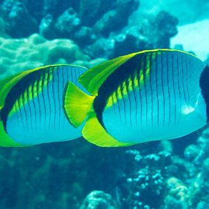 Lined Butterflyfishes