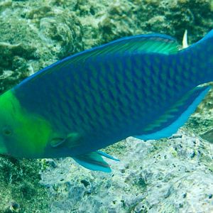 Yellowhead Parrotfish