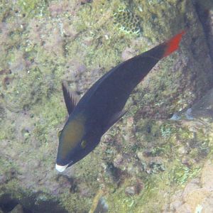 Tricolor Parrotfish