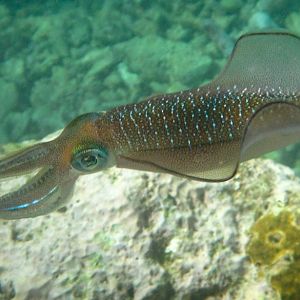 Bigfin Reef Squid
