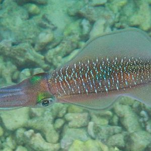 Bigfin Reef Squid
