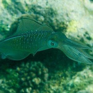 Bigfin Reef Squid