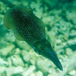Bigfin Reef Squid