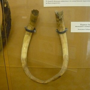 Tusks of a young male Woolly mammoth