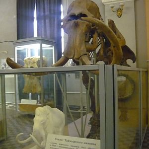 Taymyr mammoth skeleton