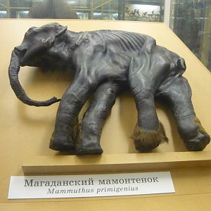 Magadan mammoth calf