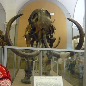 Lena mammoth skeleton