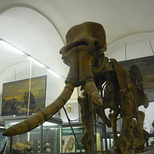 Steppe mammoth skeleton