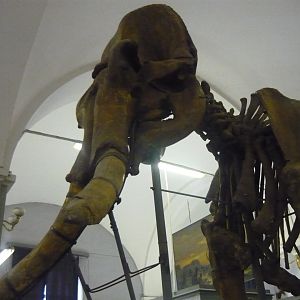 Steppe mammoth skeleton