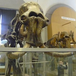 Berezovka mammoth skeleton
