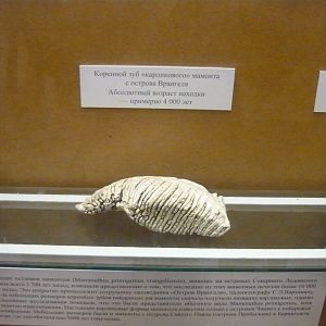 Tooth of a "dwarf" mammoth from Wrangel island