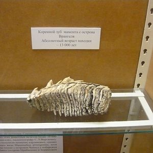 Mammoth tooth from Wrangel island