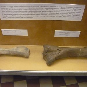 Woolly mammoth tibia