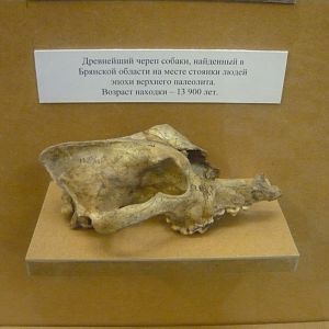 Ancient domestic dog skull