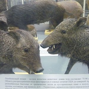 Collared peccaries