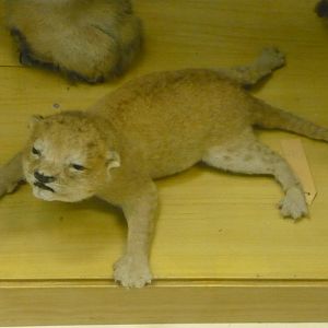 Lion cub