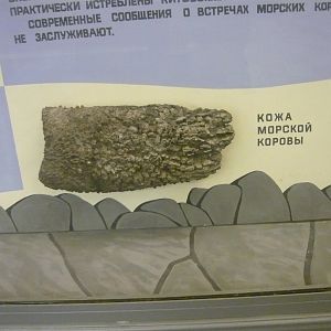 Steller's sea cow skin