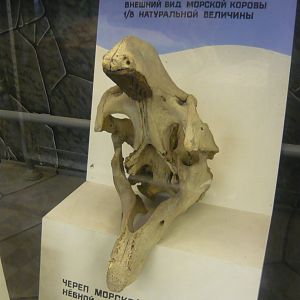 Steller's sea cow skull