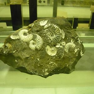 Ammonites