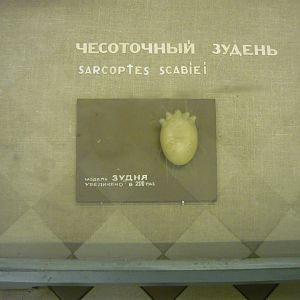 Sarcoptic mange mite model