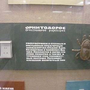 Ornithodorus papillipes