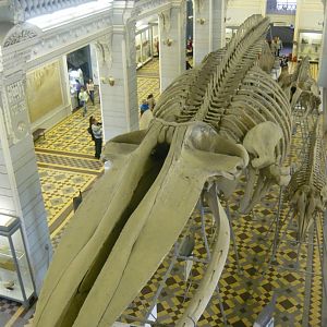 Blue whale skeleton