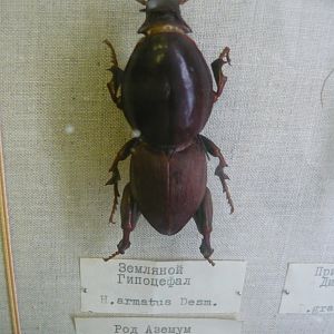 Mole beetle (Hypocephalus armatus)