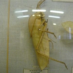 Hyperhomala virescens