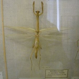 Tenodera superstitiosa