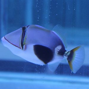 Bursa triggerfish - Rhinecanthus verrucosus