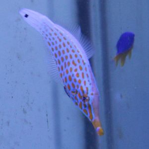 Orange-spotted filefish - Oxymonacanthus longirostris