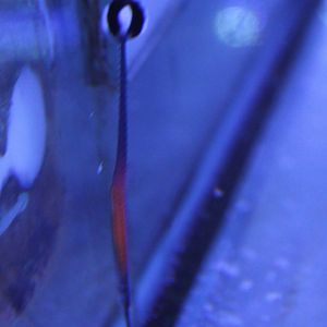 Janss' pipefish - Doryrhamphus janssi