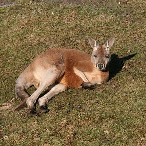 Red kangaroo