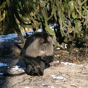 Lion-tailed macaque