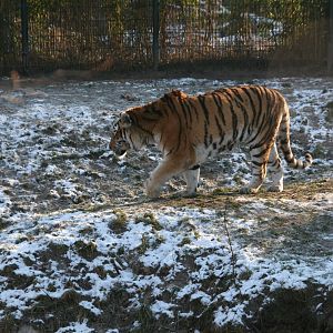 Siberian tiger