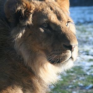 young male lion