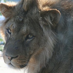 young male lion