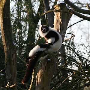 Black-and -white ruffed lemur