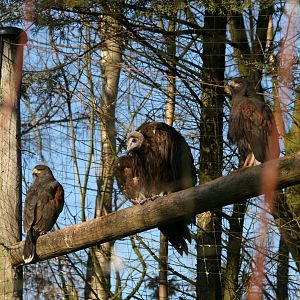 Hooded vulture and Harris's hawks
