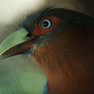 Jul. 2017 - Wings Of The World - Chestnut-breasted Malkoha