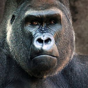 Jul. 2017 - Gorilla World - Jomo