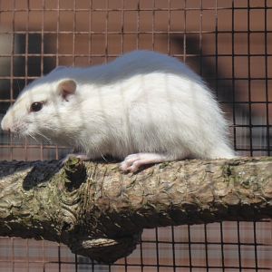 Female Chipmunk, 12th June 2017
